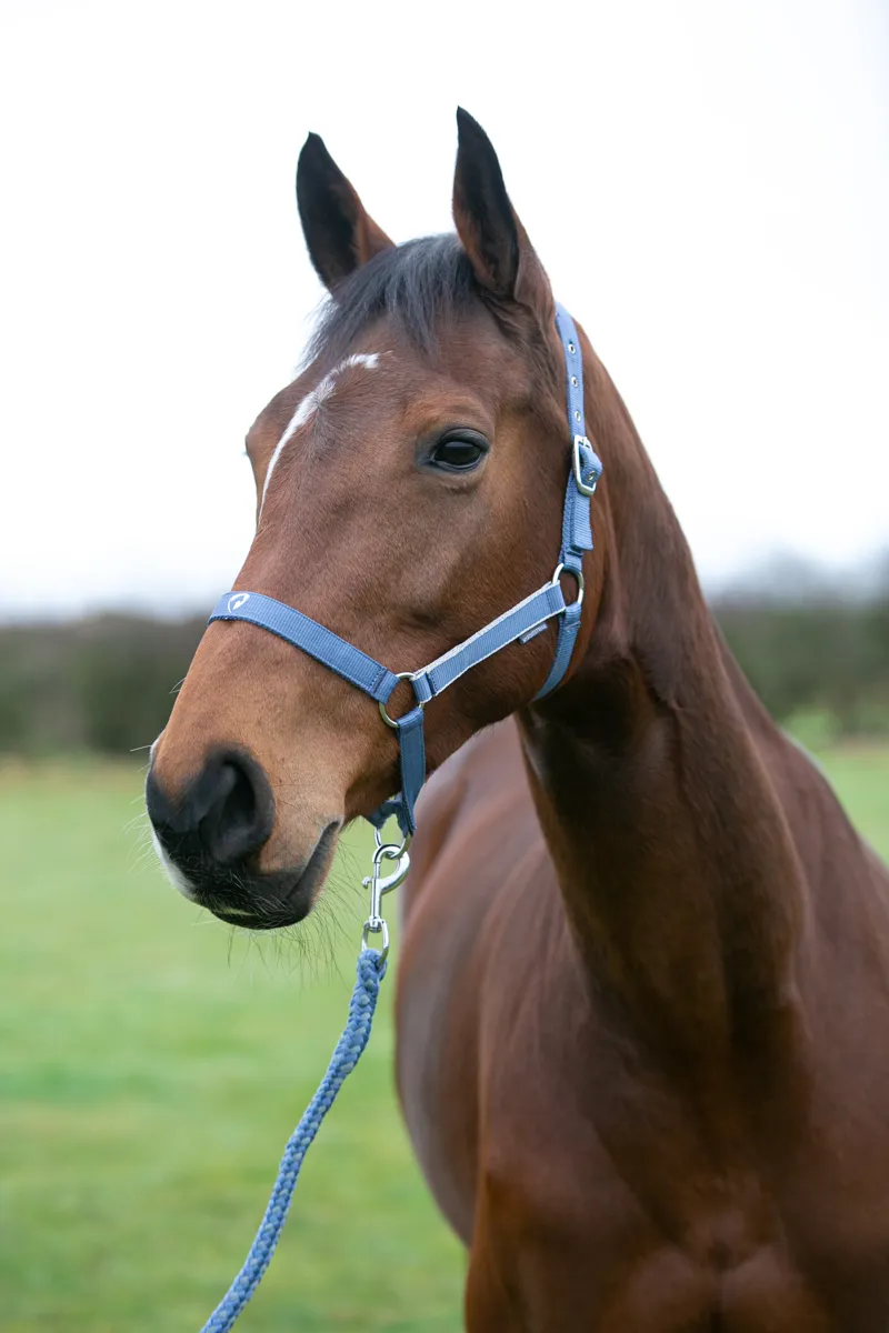 Hy Equestrian Synergy Head Collar and Lead Rope - Riviera/Silver-3